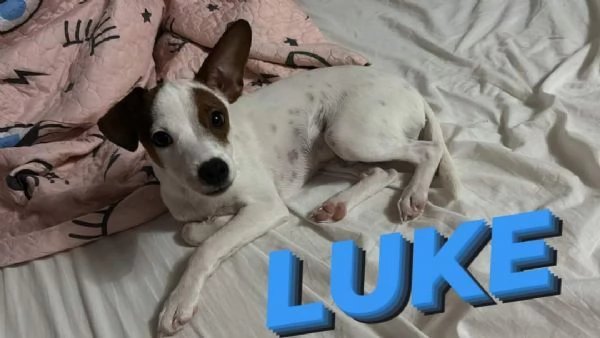 Luke cucciolo meticcio maschio abbandonato  | Foto 1