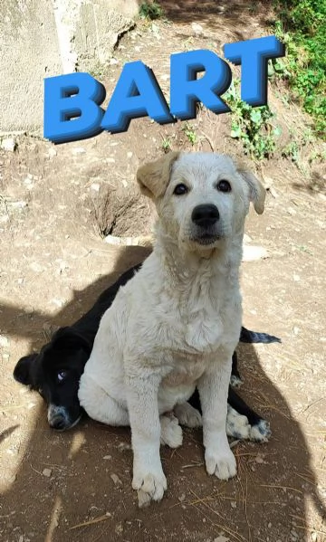 Cucciolo meticcio maschio in adozione  | Foto 1