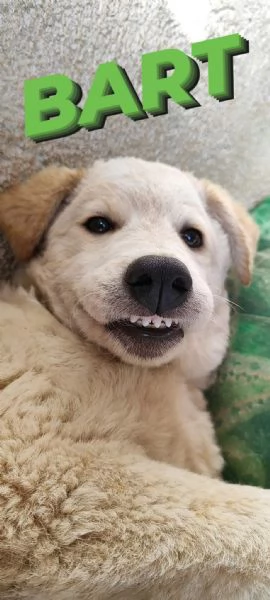 Cucciolo meticcio maschio in adozione  | Foto 0