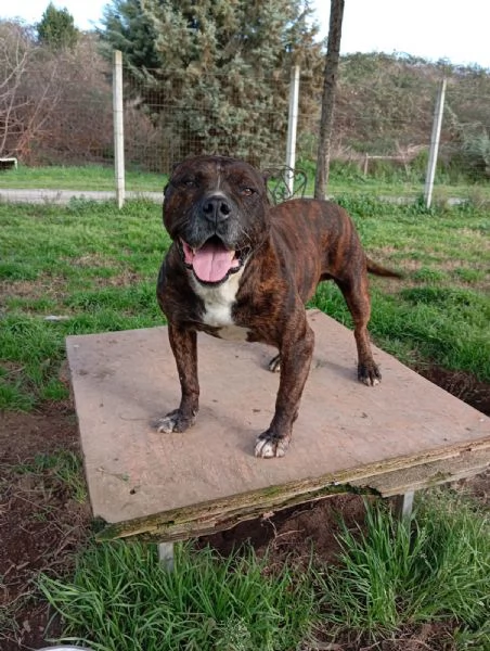 Igor simil pitbull in adozione 6 anni 