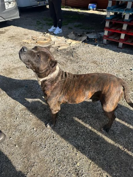 Igor simil pitbull in adozione 6 anni  | Foto 0