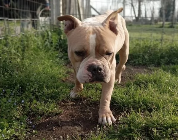 Yuma American Bully in adozione  | Foto 2