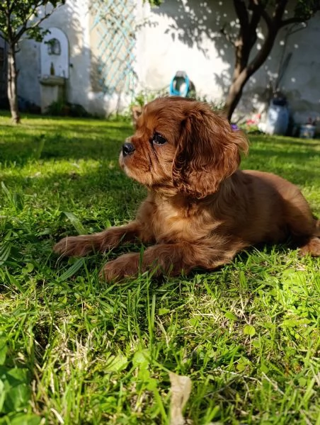 Cucciolo di cavalier king con Pedigree ENCI 