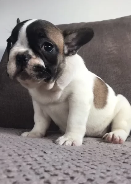 ottimi cuccioli di bulldog francese | Foto 2