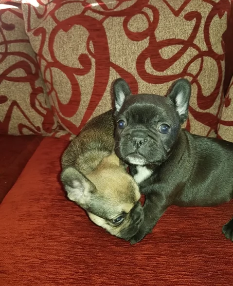 ottimi cuccioli di bulldog francese | Foto 1