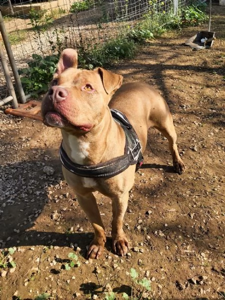 adozione del cuore pit bull 3 anni jonny | Foto 1