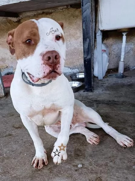 adozione del cuore pit bull maschio 6 anni ares