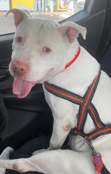 Blanca Pit Bull di 3 anni in ADOZIONE