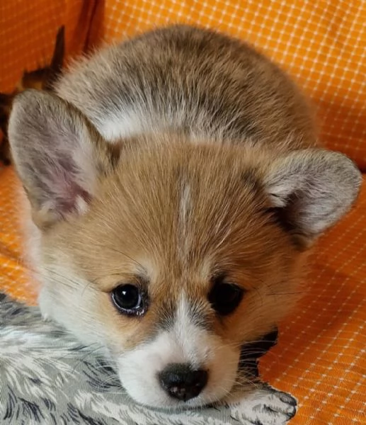 Cuccioli di corgi  | Foto 1