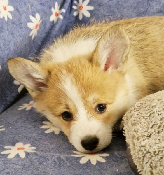 Cuccioli di corgi 