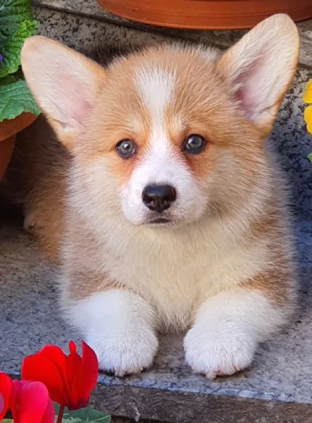 Cuccioli di corgi | Foto 1