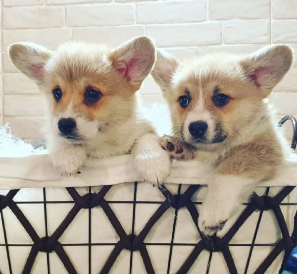 Cuccioli di corgi