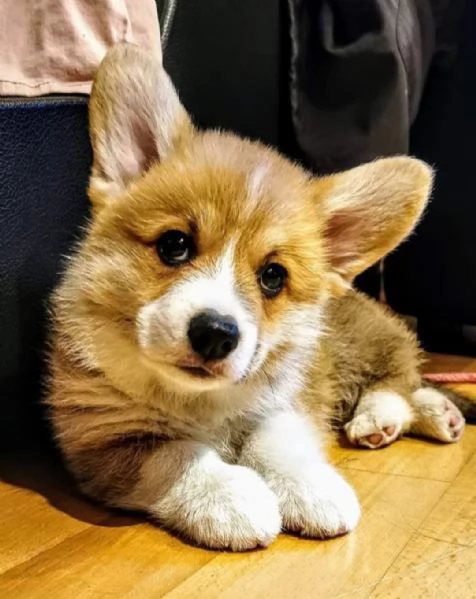 Cuccioli di corgi | Foto 0