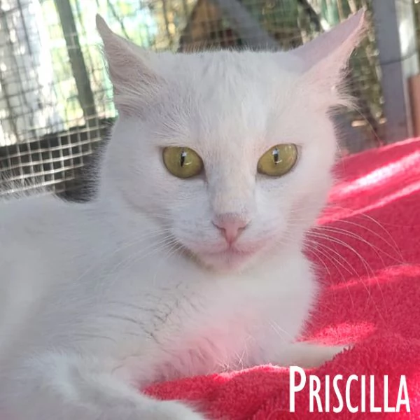 Priscilla gattina meraviglia | Foto 6