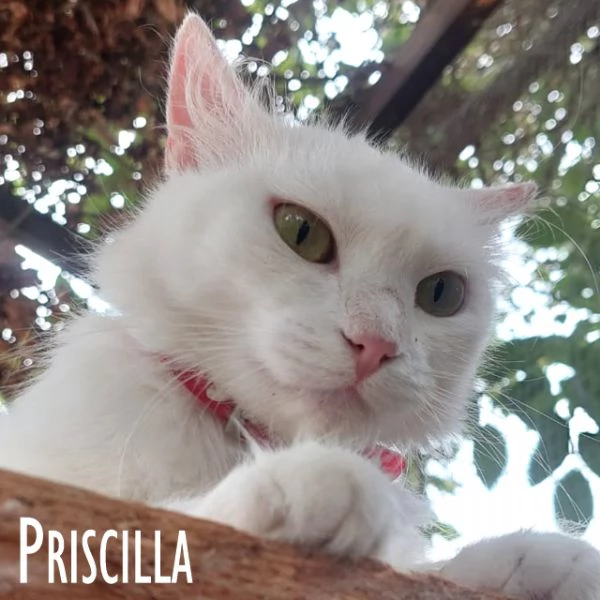 Priscilla gattina meraviglia | Foto 5