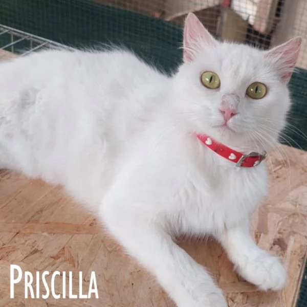 Priscilla gattina meraviglia | Foto 4