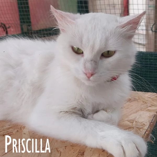 Priscilla gattina meraviglia | Foto 3