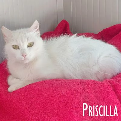 Priscilla gattina meraviglia | Foto 2