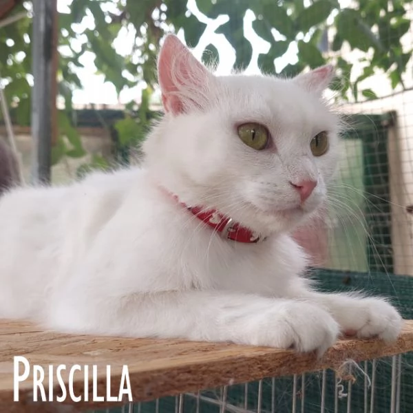 Priscilla gattina meraviglia | Foto 1