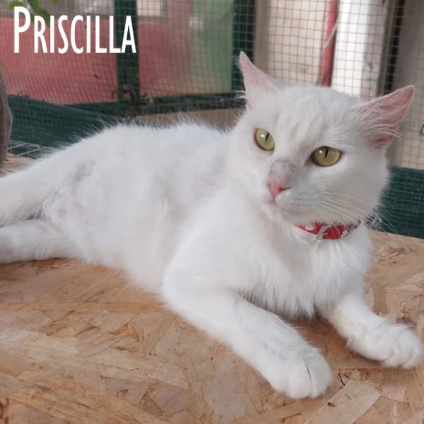 Priscilla gattina meraviglia | Foto 0