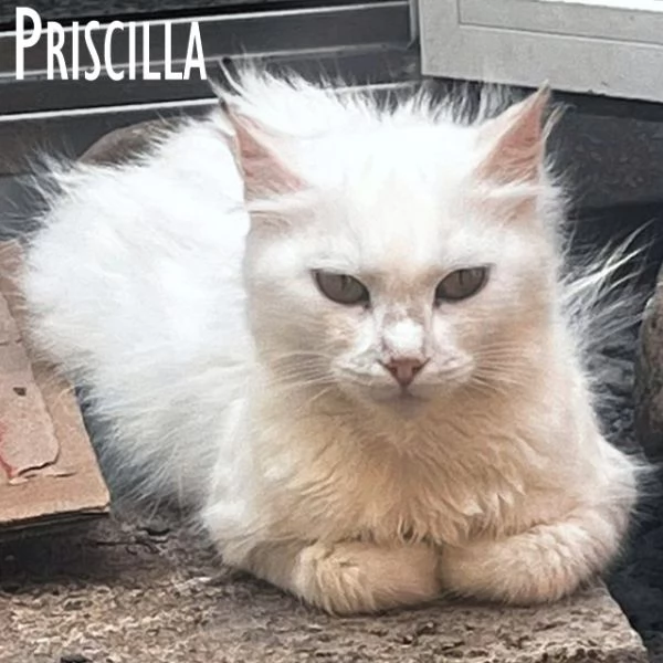 Priscilla gattina meraviglia