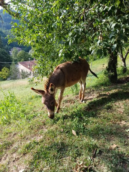 asinelli sardi giovani e puledrini | Foto 3