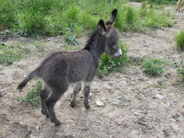 asinelli sardi giovani e puledrini | Foto 2