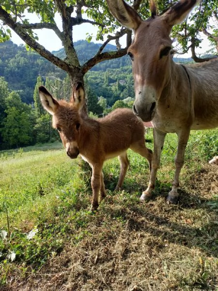 asinelli sardi giovani e puledrini