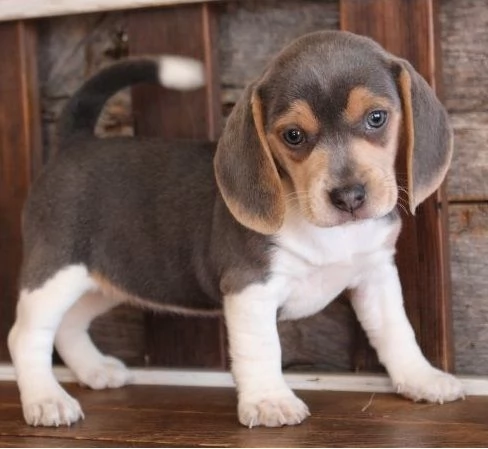 cucciolo di beagles bella | Foto 0