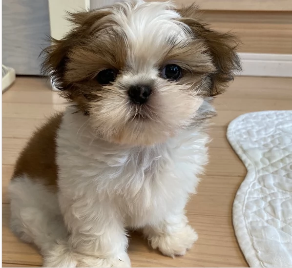 Vendo cuccioli shih tzu in vendita | Foto 0