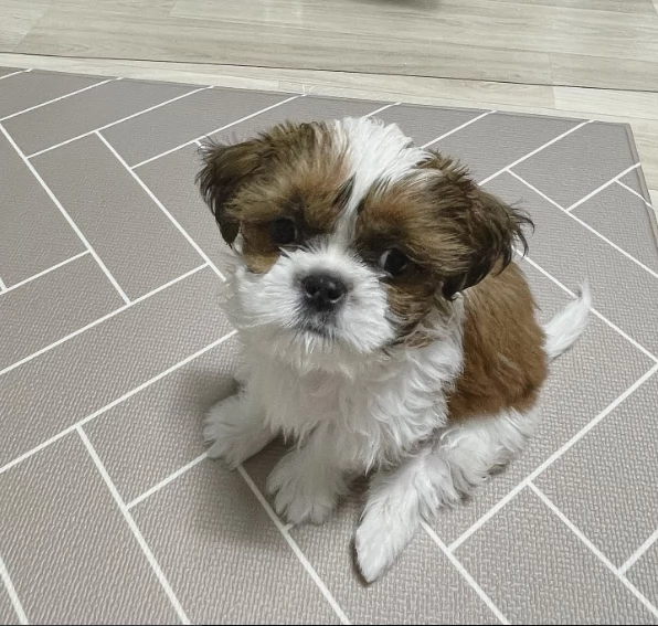 Vendo cuccioli shih tzu | Foto 0