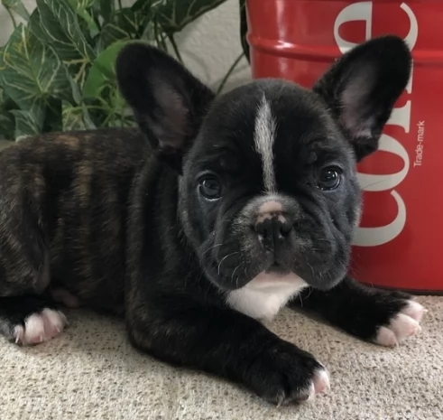 Cuccioli di bulldog francese | Foto 0