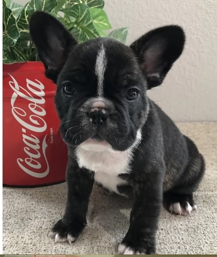 Cuccioli di Bulldog Francese Disponibili 