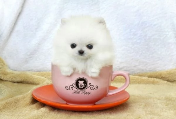 Pomerania cucciolo  in vendital