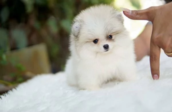 Cuccioli di Pomerania super soffici e coccolosi