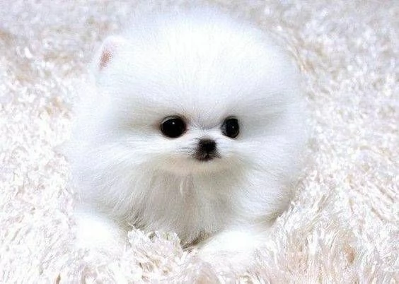 Cuccioli di Pomerania super soffici e coccolosi | Foto 0