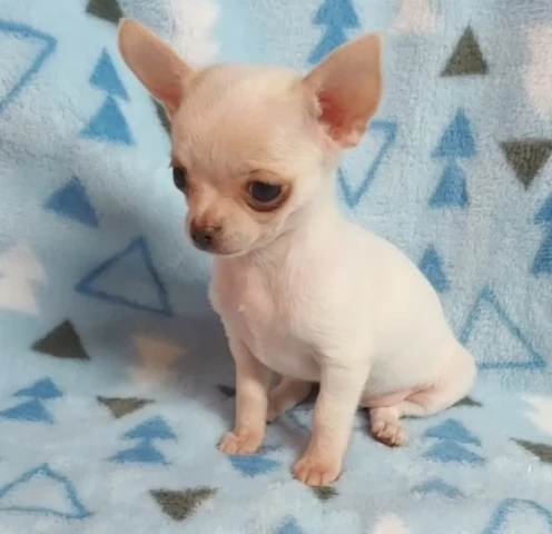 Chihuahua a pelo liscio maschi e femmine per una casa per sempre