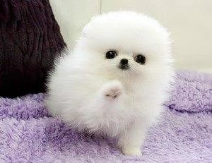 Pomerania cucciolo  vendital