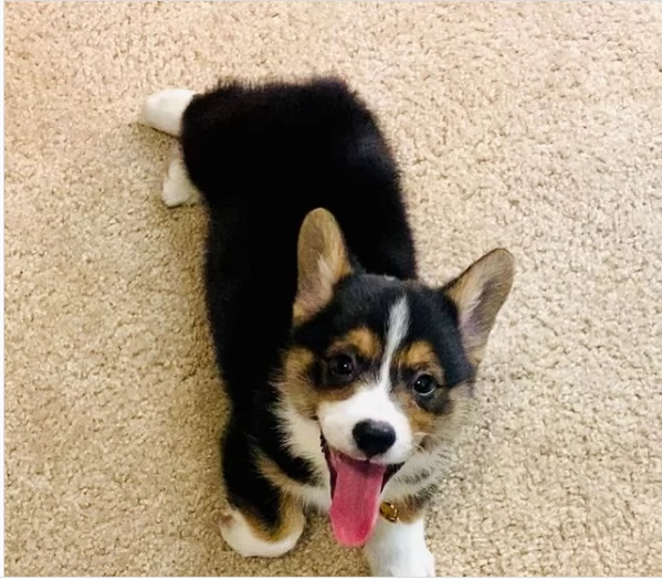 Cuccioli di Welsh Corgi disponibili | Foto 1