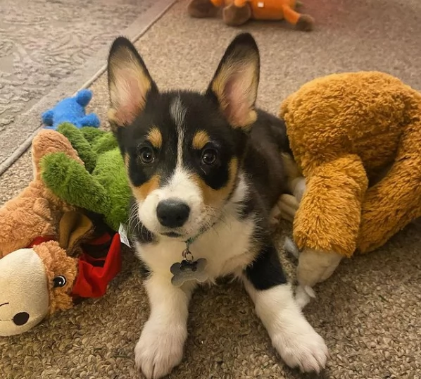 Cuccioli di Welsh Corgi disponibili