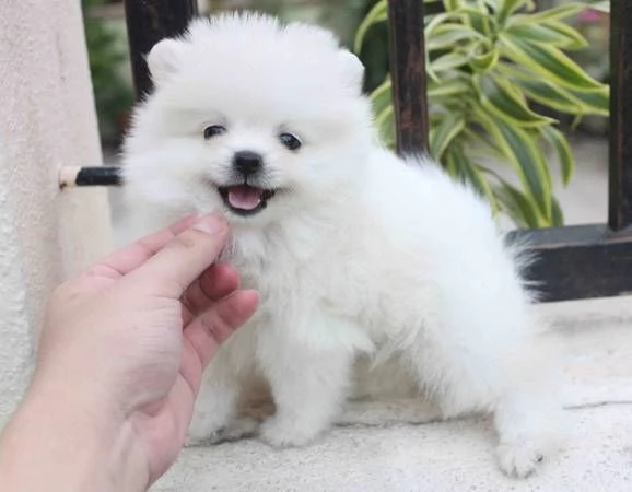 cucciolata di orsacchiotti di Pomerania bianchi puri in vendita maschi e femmine