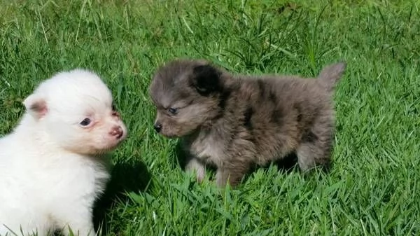 Cuccioli di Pomerania in adozione