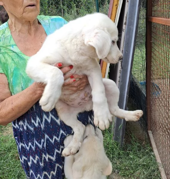 JACK E LUCKY SPLENDIDI CUCCIOLI | Foto 4