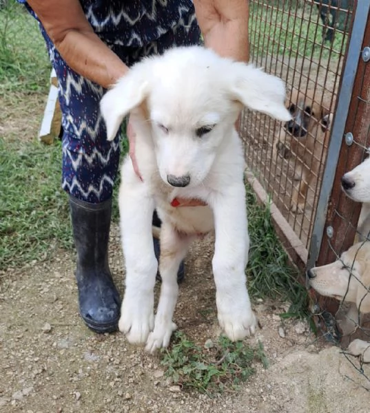 JACK E LUCKY SPLENDIDI CUCCIOLI | Foto 3