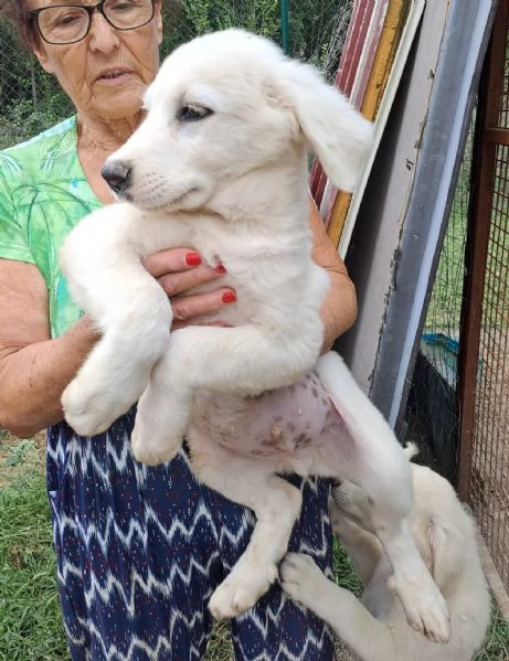 JACK E LUCKY SPLENDIDI CUCCIOLI