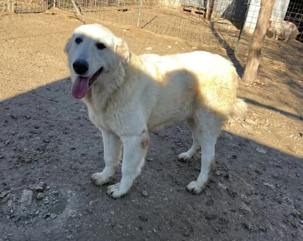 IL SORRISO DI LUCKY | Foto 0