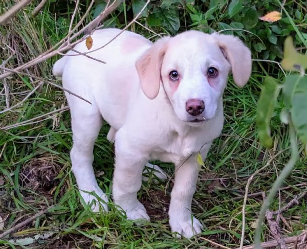 IL TENERO PALLO | Foto 3