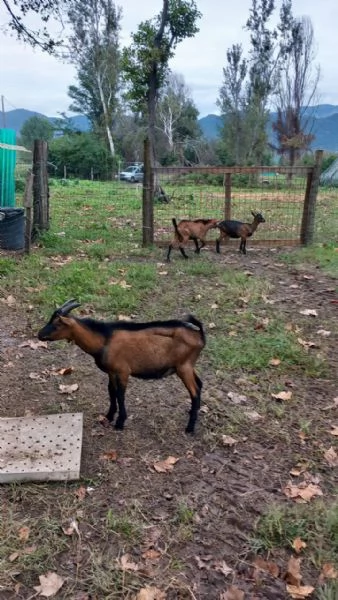 Maschi Capra Camosciata delle Alpi | Foto 3