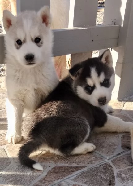 Cuccioli di siberian husky  | Foto 1