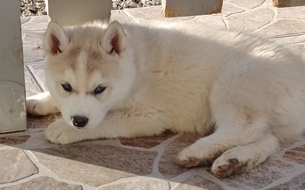 Cuccioli di siberian husky  | Foto 0